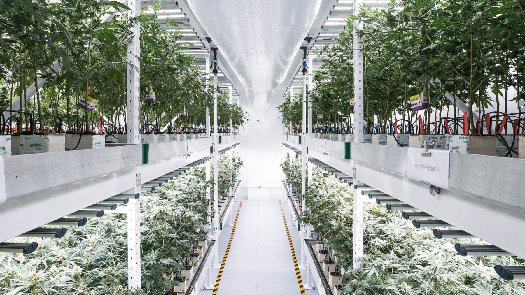 Cannabis-Vertical-Farm